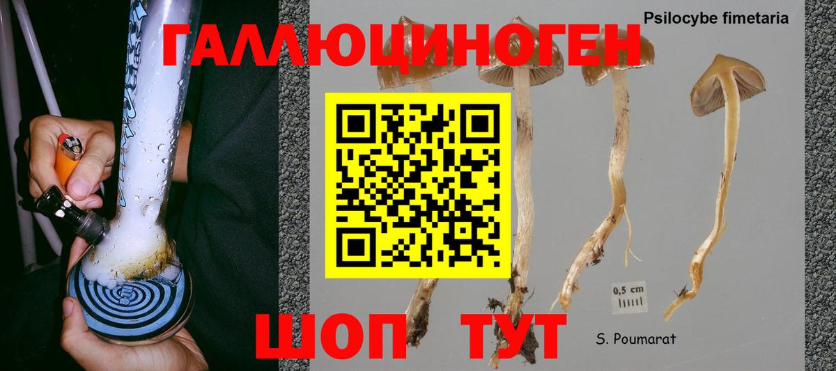 Галлюциногенные грибы Psilocybine cubensis Миасс